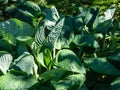 One of the largest Hosta Blue Umbrellas with giant, blue-green, thick-textured, corrugated, heart shaped leaves Royalty Free Stock Photo